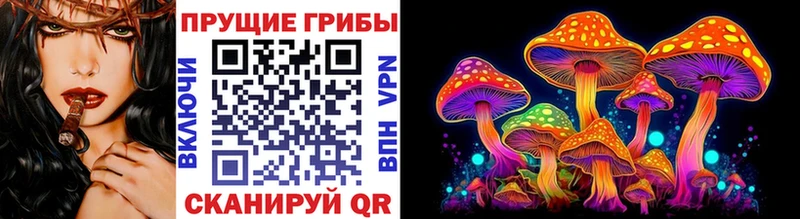 кракен как зайти  Енисейск  Псилоцибиновые грибы Cubensis 